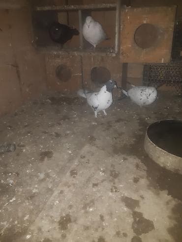 jako tutuqusu satilir: Gördüyünüz qarabaş maya satilir 3 saat ucur alan adam olsa endirim — 2