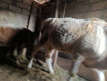 Inəklər, öküzlər: Salam 5 ədəd cins dişi danalardi satilir 1 yaş və 10 aylıq danalardi — 1