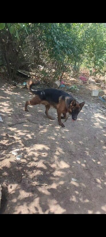 heyvanlara verilen adlar: Alman çoban iti, 2 il, Erkek, Sənədli — 3