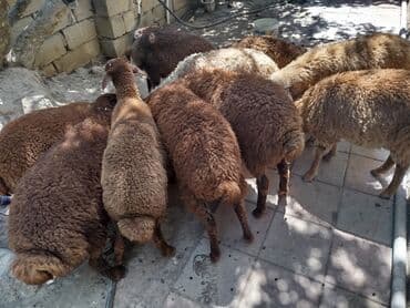 Yemlər: Erkək, Qala, il: 1, 24 kq, Damazlıq, Ünvandan götürmə — 3