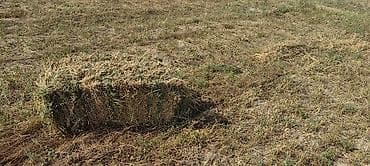 yem uyden: Yonca balyası - Məhsul: Yonca (Medicago sativa) – sahədən presslənmiş — 4