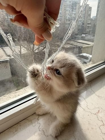 itler sekilleri: Şotland yastı qulaq, Dişi — 6