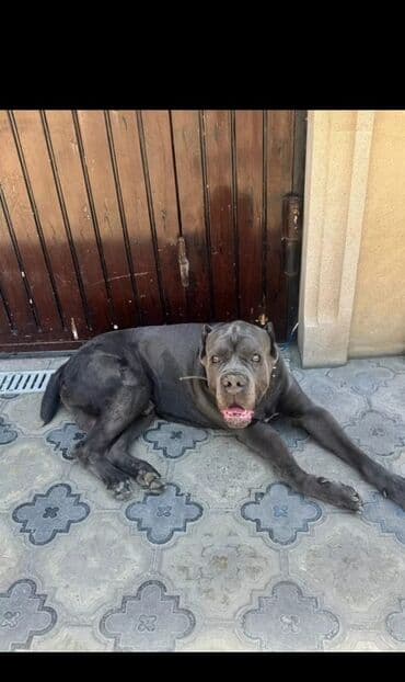 кане корсо цена: Kane-Korso, 2 ay, Erkek, Peyvəndli, Ünvandan götürmə — 4