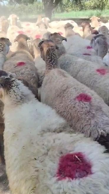 ev heyvanlarının satışı: Dişi, il: 1, Damazlıq, Pulsuz çatdırılma — 4