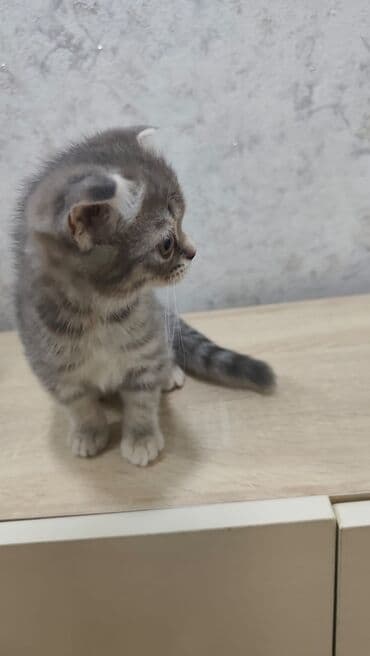 pişiklər üçün bit dərmanı: Şotland yastı qulaq, Dişi, Yaxşı əllərə, Ödənişli çatdırılma — 3