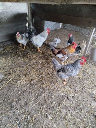 Jeep: Kend xoruzlarıdı 8aylıqdı kökdü qiymətde razılaşmaq olar — 1