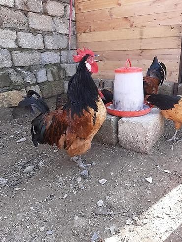 yorga atlar: Saf cins toyuq-xoruzlar Vorverk cuceleri satilir. Tecili. heyvanlarin — 2
