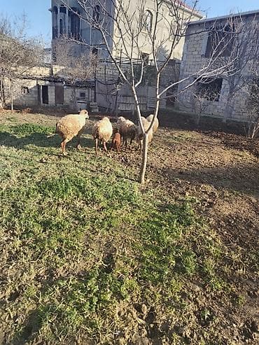 mal qoyun: Salam 5 qoyundu biri yani balalidi 4du bogazdi — 2