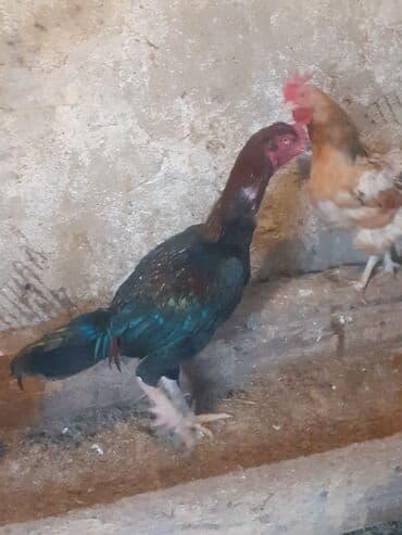 Akvarium aksessuar və ləvazimatları: Xoruz, Heyratı, il: 4, Ünvandan götürmə — 3