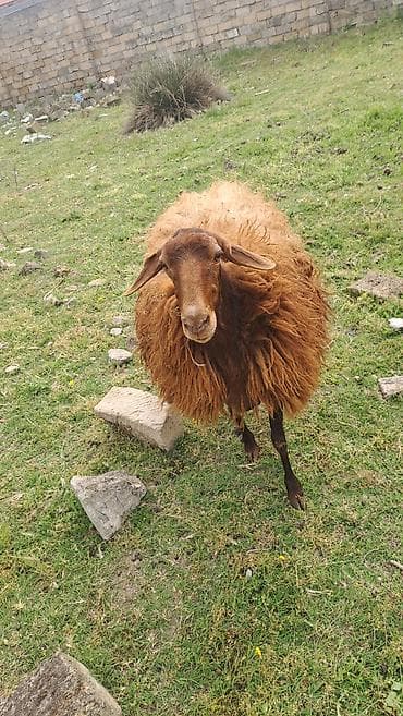 Qoyunlar, qoçlar: 2 qarın doğub. Keçən il yanvar ayında axrıncı doğub. Qoça gəlir — 6