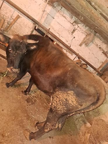 it almaq isteyirem: Qisir iney baki malidi 180 dan aqir eti var 2000 mine deyirem cuzi — 2