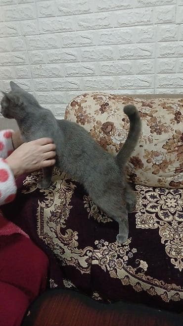 balaca pisikler: Britan, Dişi, Yaxşı əllərə, Pulsuz çatdırılma — 10