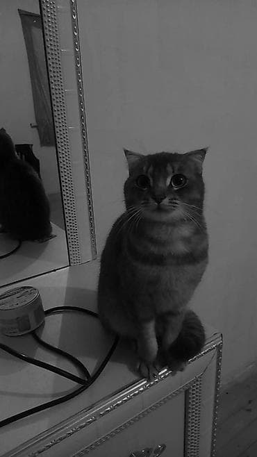 Шотландская