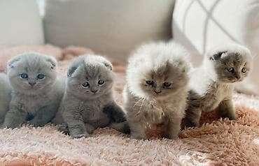 akvarium 120 cm: Şotland yastı qulaq, Erkək, Dişi, Yaxşı əllərə, Ünvandan götürmə, Pulsuz çatdırılma, Ödənişli çatdırılma — 8