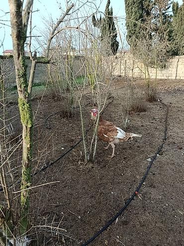 Pişiklər: Təmiz həyət heyvanidi broyler deyil 11 ayliq 8.2 kg diri çəkisi — 7