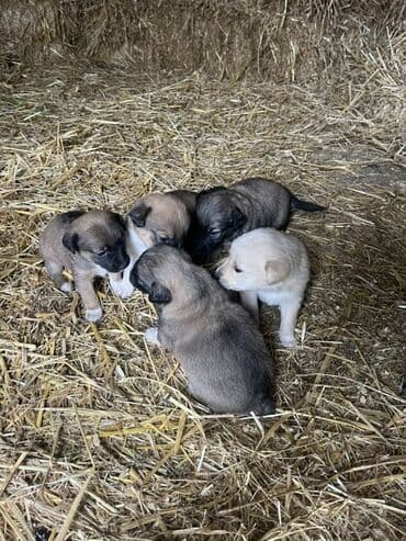 tuklu itlerin qiymeti: Zvanok küçüklər satılırBalaca it balaları – qarışıq rənglərdə - — 9