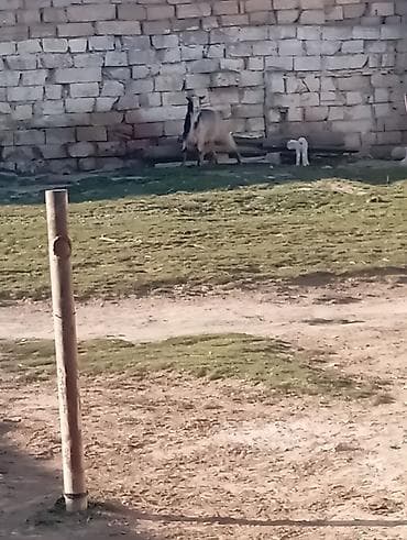 Ördəklər: 4 əmcəyi var əkiz balali di əkəy di balası da 2 də əkəy di 2 gün olub — 4