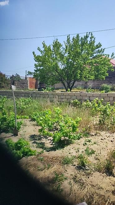 8 sot, Tikinti, Mülkiyyətçi, Kupça (Çıxarış) — 9
