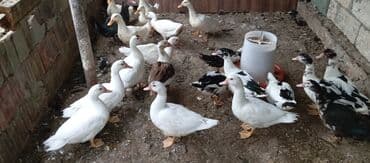 lal ördək balasi: Satılır kim istəsə zakaz edə bilər.Ünvan Biləsuvar — 11