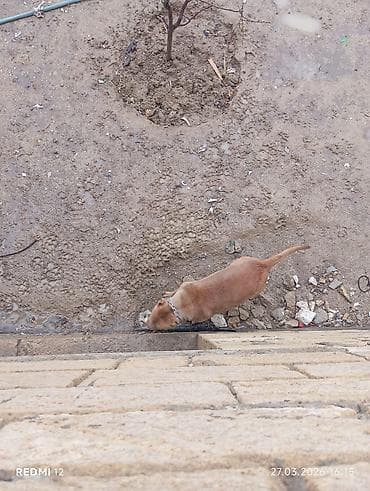 Heyvanlar: Pitbul — 4