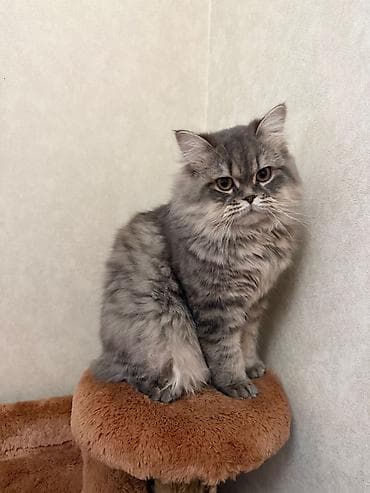 Собаки: Персидская — 1