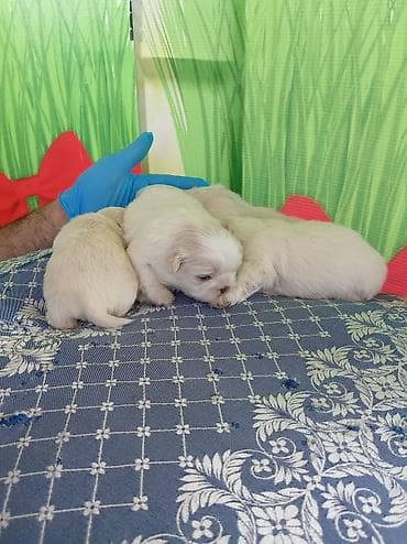 dişi xaski: Pekines, 1 ay, Dişi, Ödənişli çatdırılma — 2