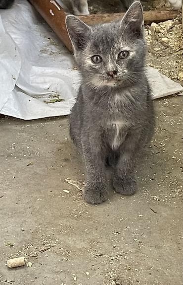 ucuz pisik satisi: Yaxşı əllərə, Pulsuz çatdırılma — 3