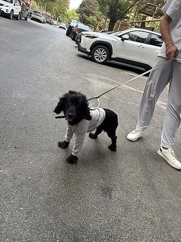 pekinis it: Koker Spaniel-1 yasi var cins itdir butun iyneleri peyvendleri vurulub — 1