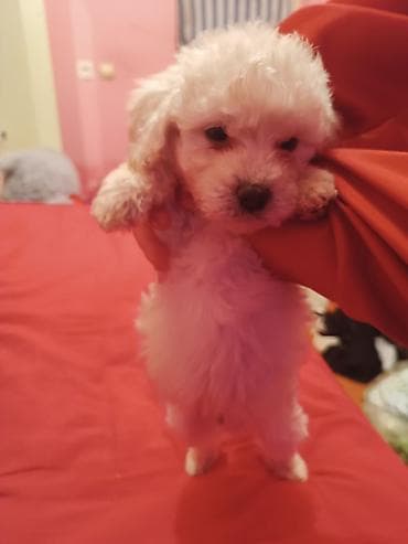 at heyvan: Pudel balaları satılır. 45 günlük Saf qan orta ölçülü balalar Krem — 10