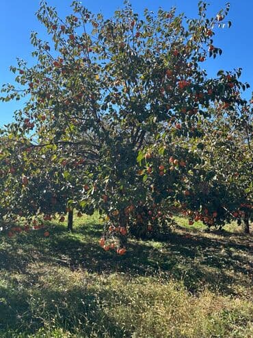 İçkilər: Xurma bağı – ağaclardan təzə yığım - Məhsul: Şirin, iri və ətli xurma — 3