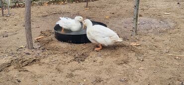 ordey satisi: Dişi, Damazlıq, Ünvandan götürmə — 9