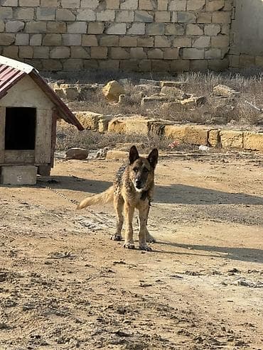 serrap dermani ne ucundur: Alman çoban iti — 2