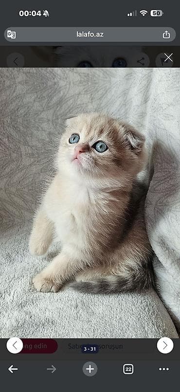 pisikler ucun ev: Britan — 5