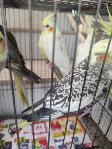 попугай жако купить в баку: Qəfəs quslar — 14