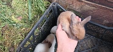 cuce satilir: Dovşan balaları satılır 5 manatdan başlayır qiymətləri. ölçüsünə və — 7