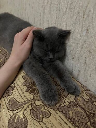 şotland pişiyi qiymeti: Şotland, Erkək — 2