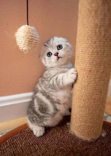 Şotland, Yaxşı əllərə