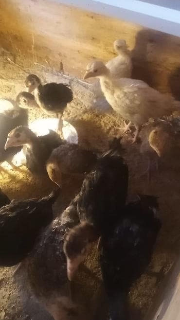 goyercin damı: Erkək, Damazlıq — 2