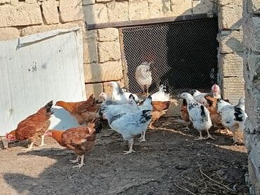 Akvariumlar: Məhsul: Ev quşları – toyuqlar Təsvir: - Şəkillərdə müxtəlif rəngli — 2