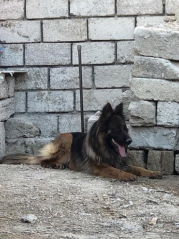 it: Alman çoban iti, Erkek, Peyvəndli — 2