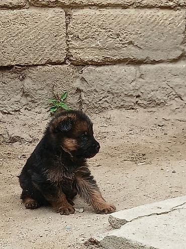 heyvan rezini: Alman çoban iti, 1 ay, Ödənişli çatdırılma — 1