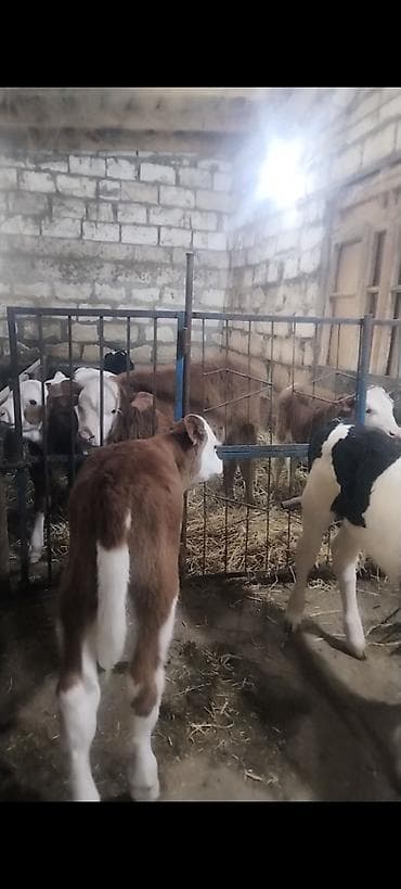 kok dana: Ünvan AĞDAM rayonu cins buzovlar Erkək Dişi qiymed Buzova gore deyiwir — 9