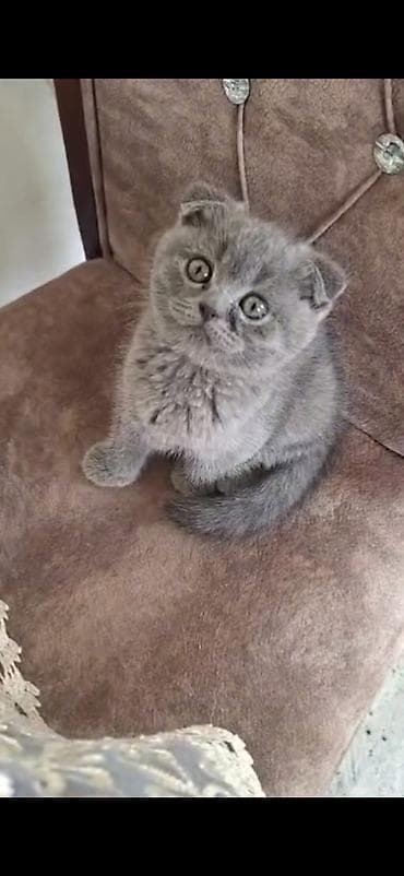 şotlan: Şinşilla, Dişi — 3