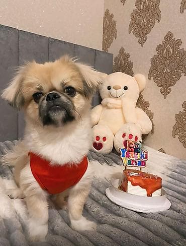 Pekines lalafo.az -da Pekines