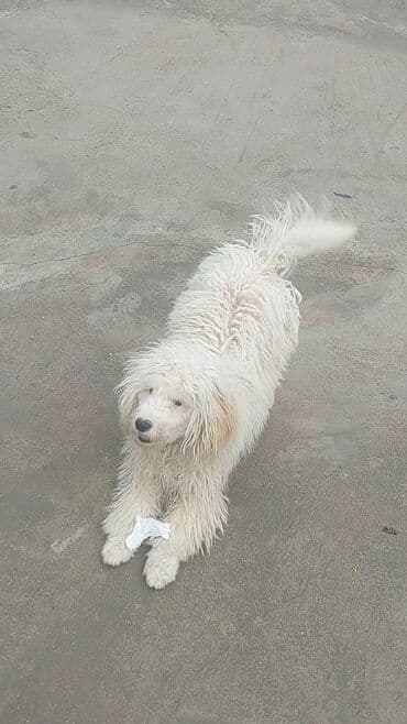 авторынок в азербайджане: Пудель, 7 месяцев, Самец, С прививками, Самовывоз, Платная доставка — 2