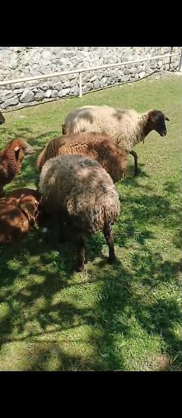 tovuz quşu satışı: Quzu, Erkək, ay: 8, 45 kq, Damazlıq, Ətlik, Ünvandan götürmə — 3