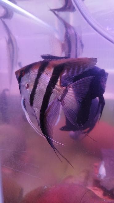 Mələk balığı (skalyari), Sülhsevər — 3