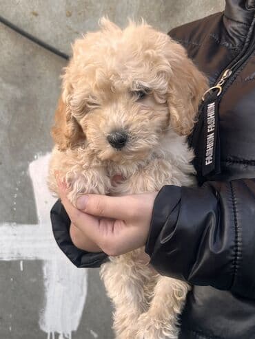gözəl it adları: Pudel, 2 ay, Erkek, Peyvəndli, Ödənişli çatdırılma — 5