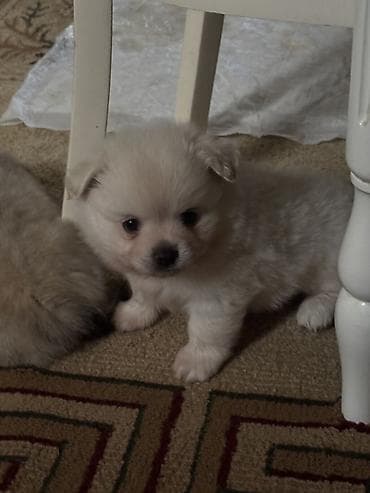 afçarka itləri: Şpitz, 1 ay, Dişi, Sənədli, Ünvandan götürmə — 2