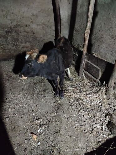 Məhsul: Dana Təsvir: - Şəkillərdəki heyvan qara rəngli, alnında və